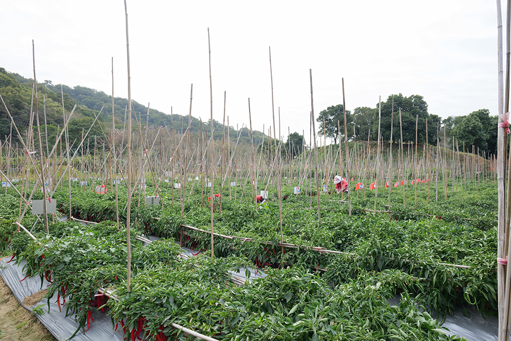 一站式食材采购,便捷与品质的双重保障.png